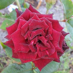 Rosal 'Black Baccara'